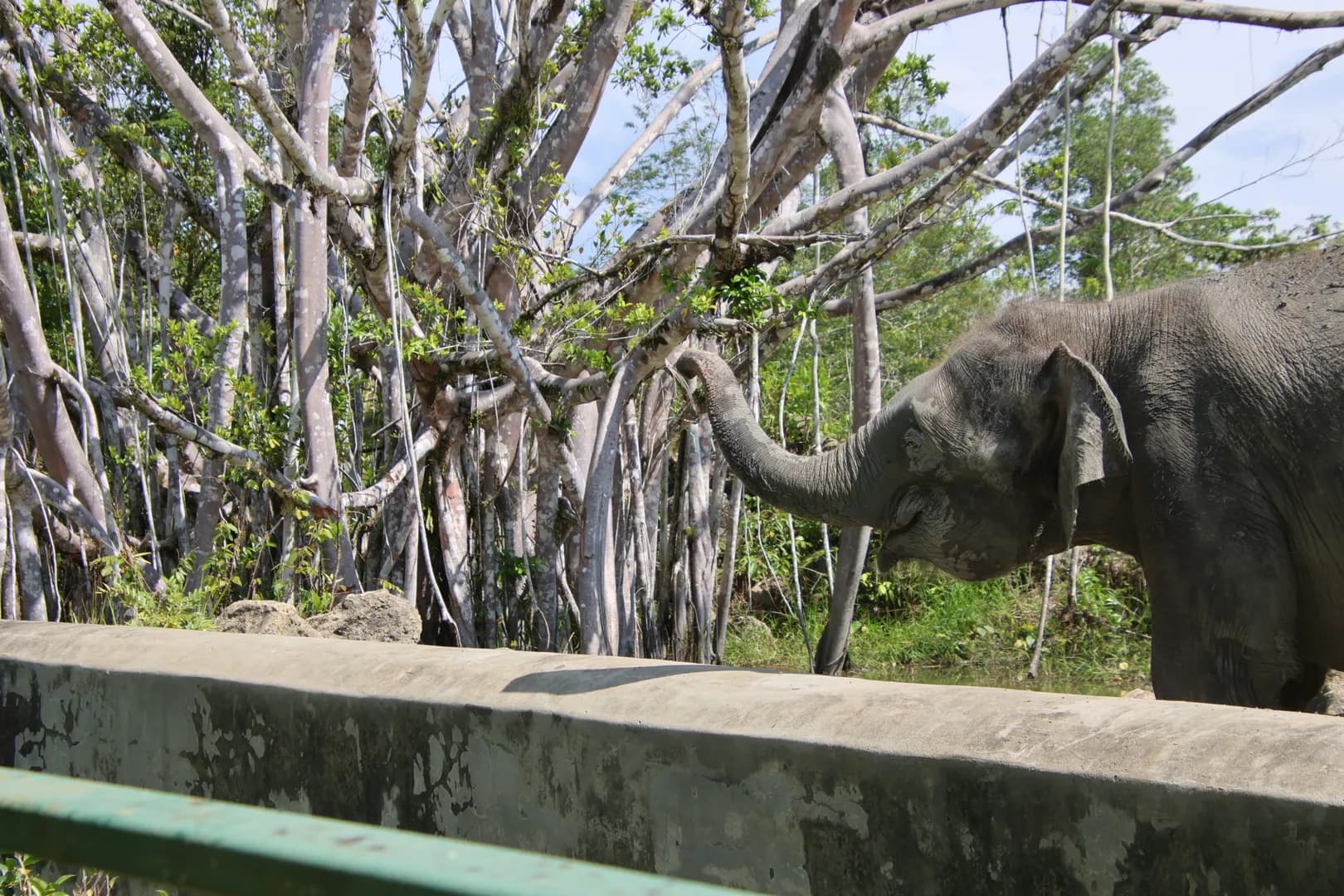 Ethical volunteer adventure in Borneo, contributing to wildlife conservation and community support.